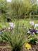Acorn Wood photo 3